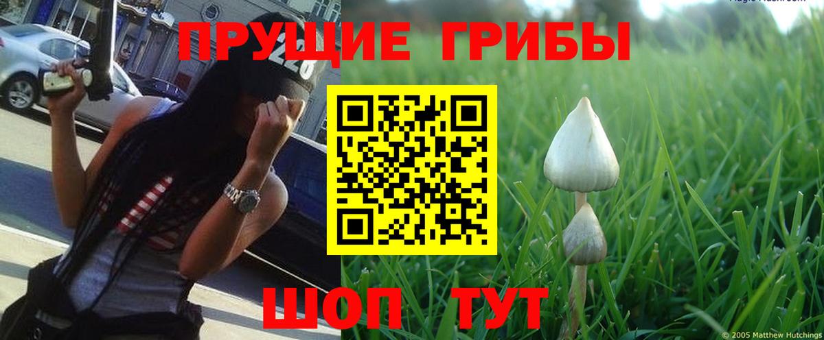 Будённовск  Галлюциногенные грибы GOLDEN TEACHER  Вход с VPN 